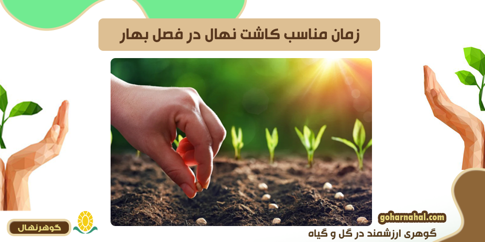 زمان مناسب کاشت نهال در فصل بهار