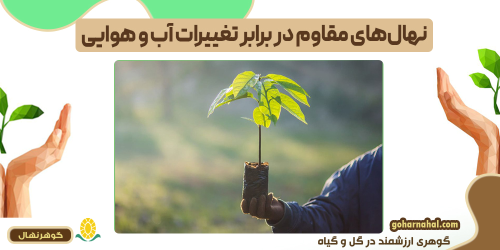 نهال‌های مقاوم در برابر تغییرات آب و هوایی