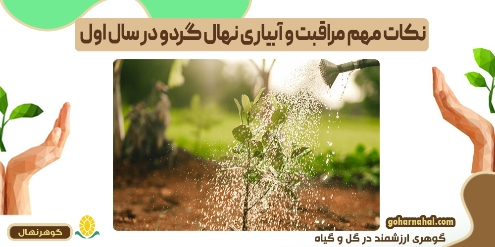 نکات مهم مراقبت و آبیاری نهال گردو در سال اول
