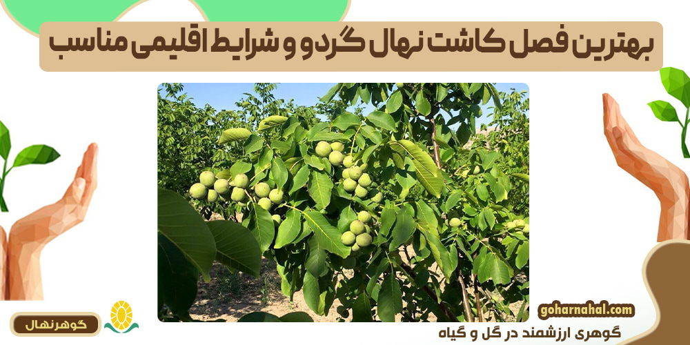 بهترین فصل کاشت نهال گردو و شرایط اقلیمی مناسب