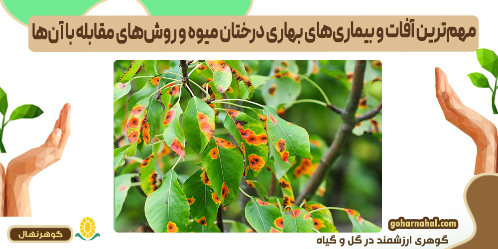 مهم‌ترین آفات و بیماری‌های بهاری درختان میوه و روش‌های مقابله با آن‌ها