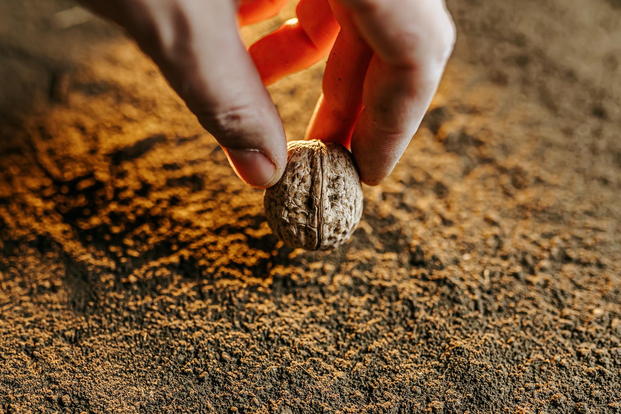 خاک مناسب نهال گردو: راهنمای جامع کاشت و پرورش برای باردهی پایدار