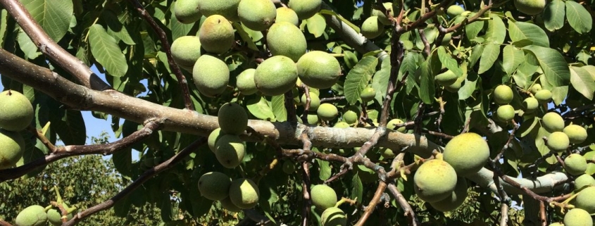 نهال گردو اسرائیلی تخم‌مرغی ژنوتیپ | معرفی کامل + شرایط کاشت و خرید