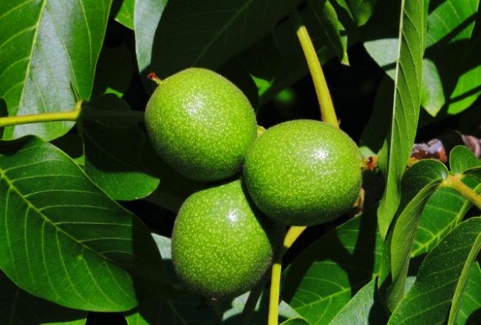 نهال گردو تویسرکان