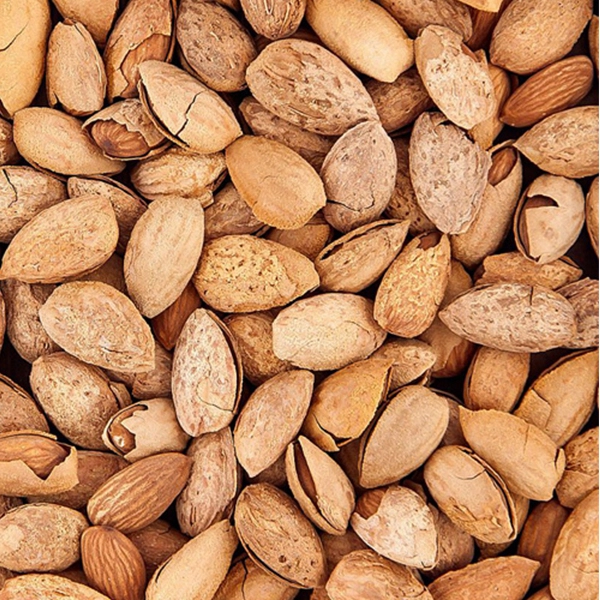 نهال بادام کاغذی سفید