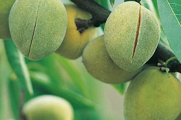 نهال بادام پسته‌ ای