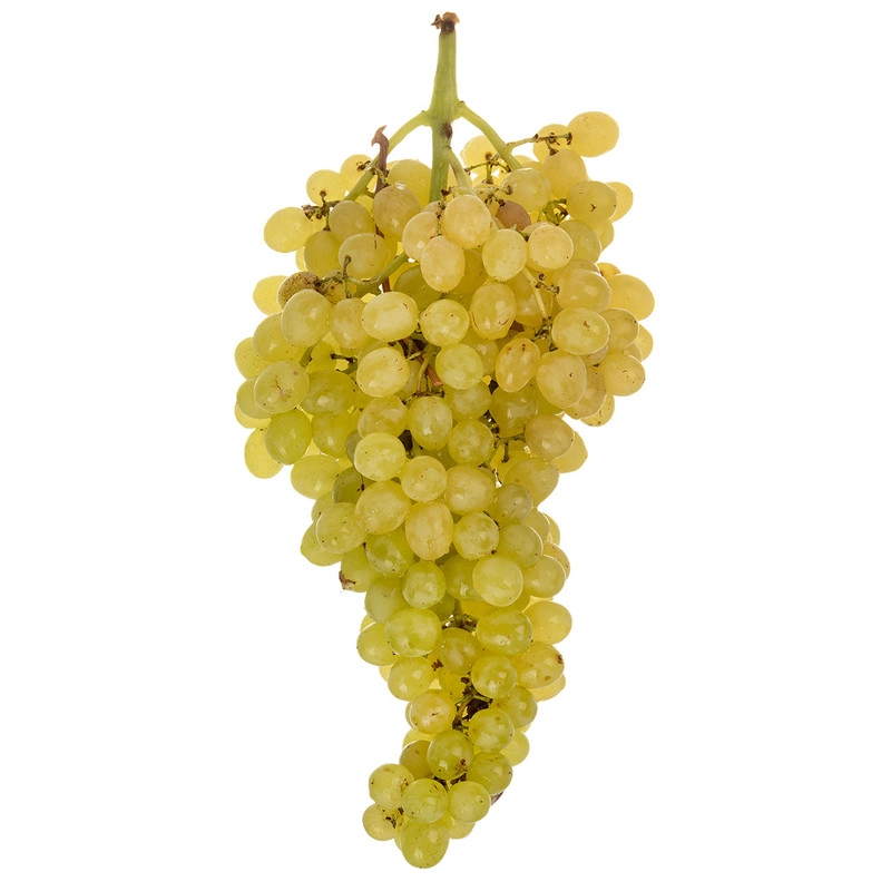 نهال انگور سفید بیدانه