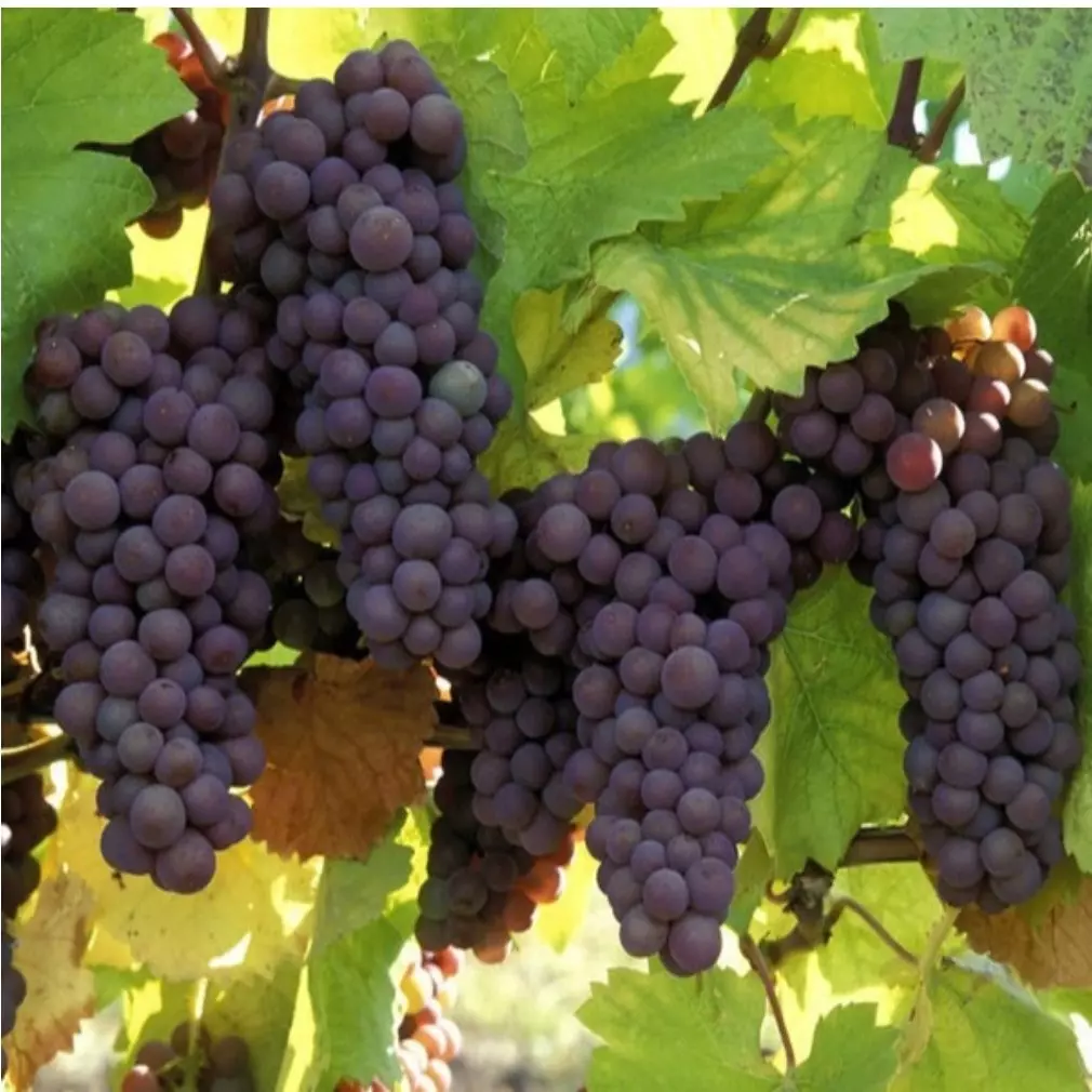 نهال انگور یاقوتی