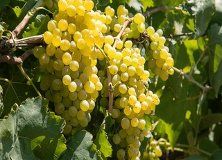 نهال انگور خلیلی