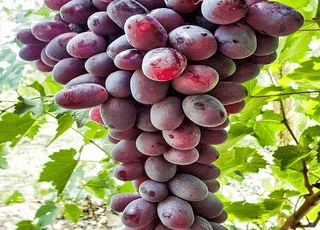 نهال انگور قزل اوزوم