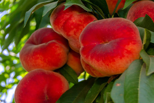 نهال هلو انجیری قزل