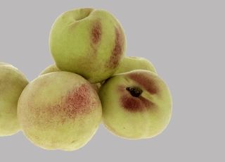 نهال شلیل شبرنگ