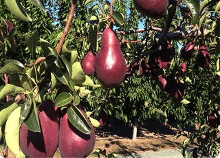 نهال گلابی دوچی پایه پیرودراف