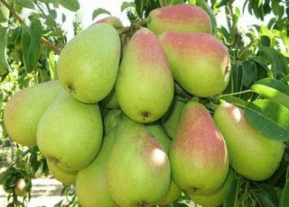 نهال گلابی پایه پیرودوارف