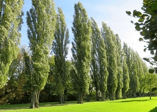 نهال صنوبر کبود سیاه تبریزی