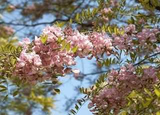 نهال اقاقیا