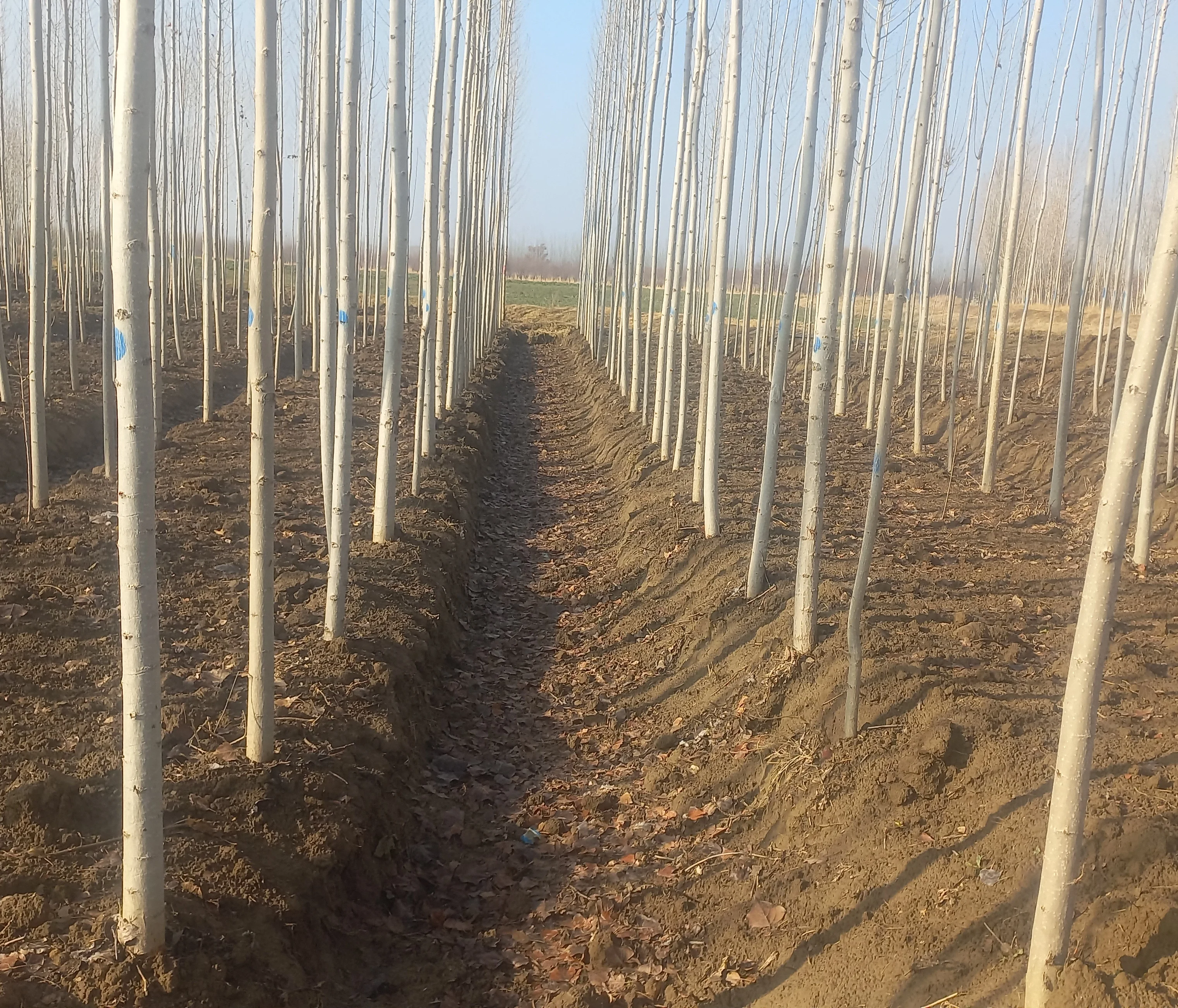 نهال صنوبر نیگرا