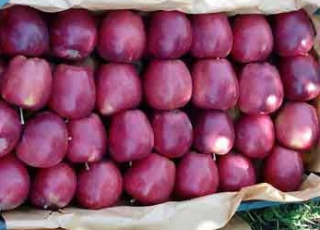 نهال سیب مشهدی نوری مراغه