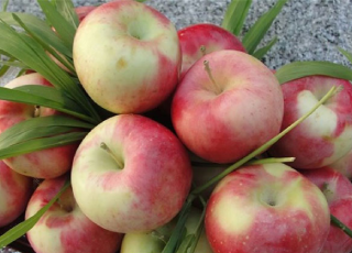 نهال سیب گلاب