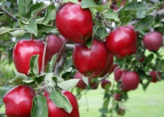 نهال سیب لبنان