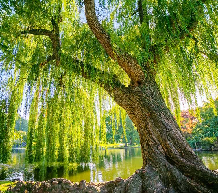 نهال درخت بید مجنون پیوندی
